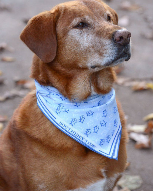Simply Southern Dog Collar