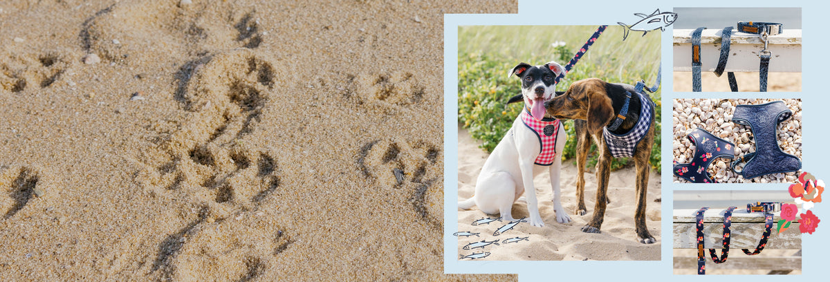 Coastal Dog Collars, Leashes, & Harnesses | Southern Tide