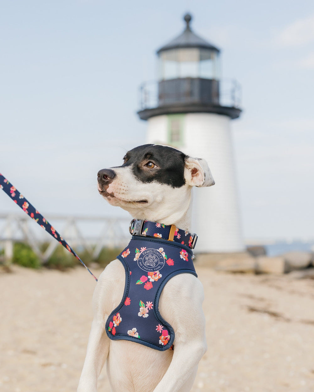 The lifestyle view of the Southern Tide ST x Pawsitivity Garden Splendor Dog Harness by Southern Tide - Dress Blue