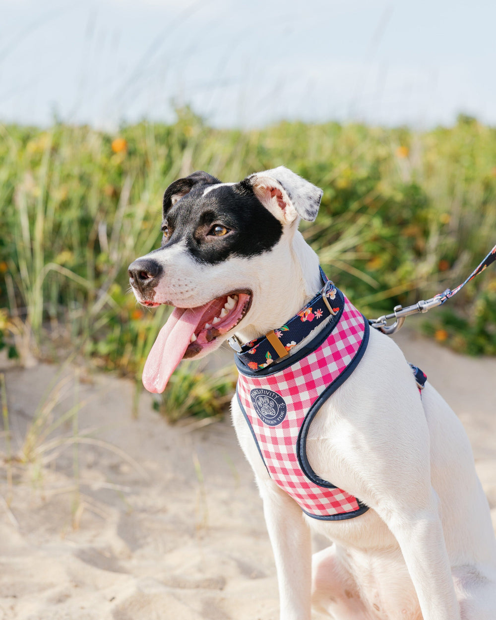 The lifestyle view of the Southern Tide ST x Pawsitivity Garden Splendor Dog Harness by Southern Tide - Dress Blue