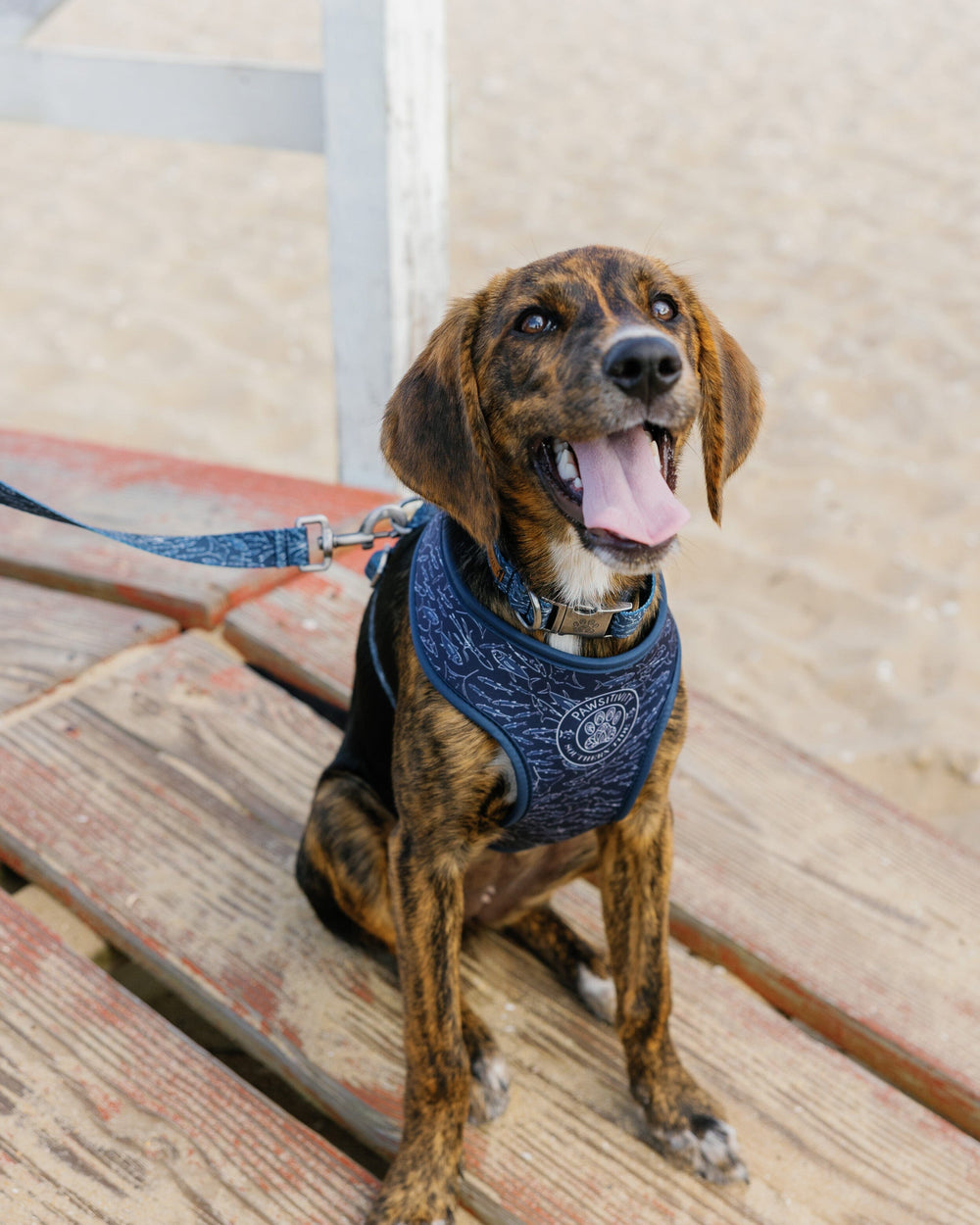 The lifestyle view of the Southern Tide ST x Pawsitivity Schooling Fish Dog Harness by Southern Tide - Dress Blue