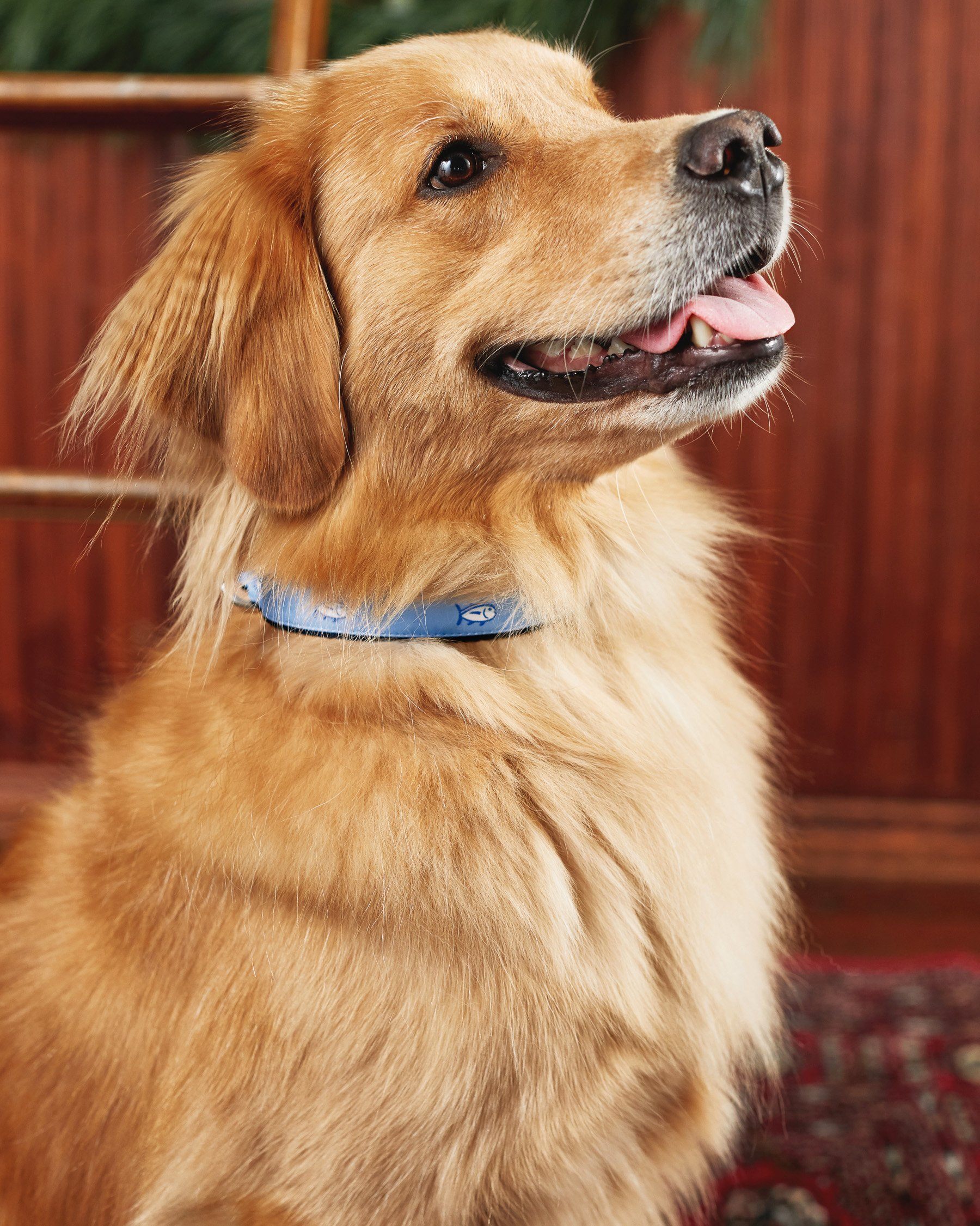 Southern tide dog collar best sale